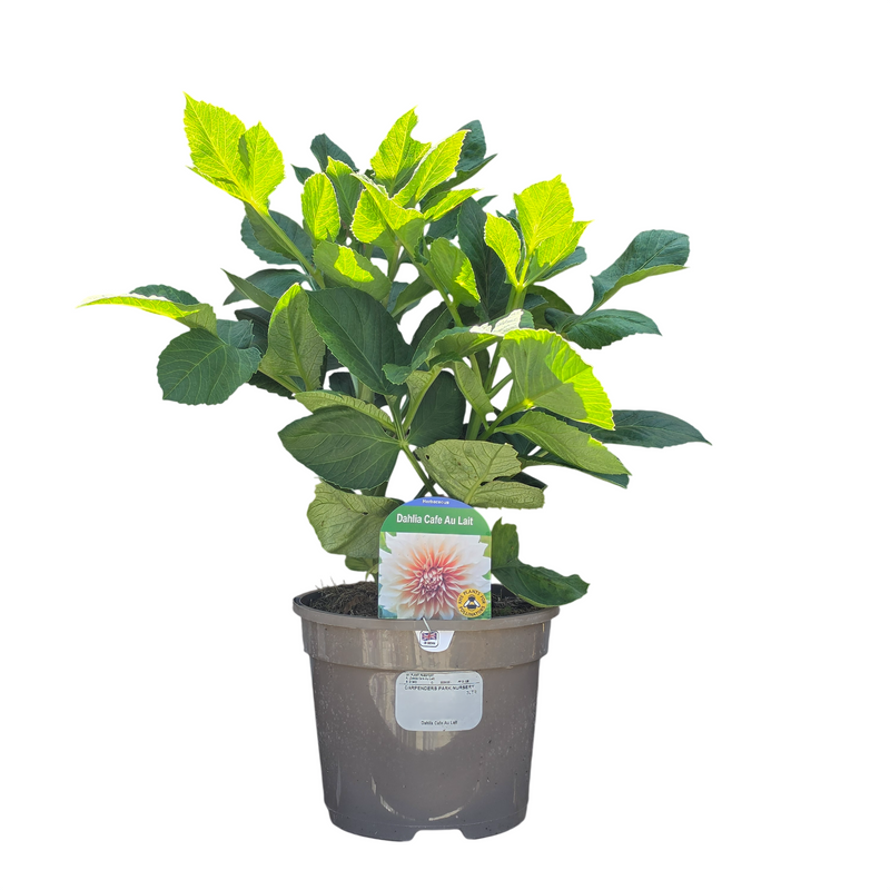 DAHLIA Cafe Au Lait 3ltr