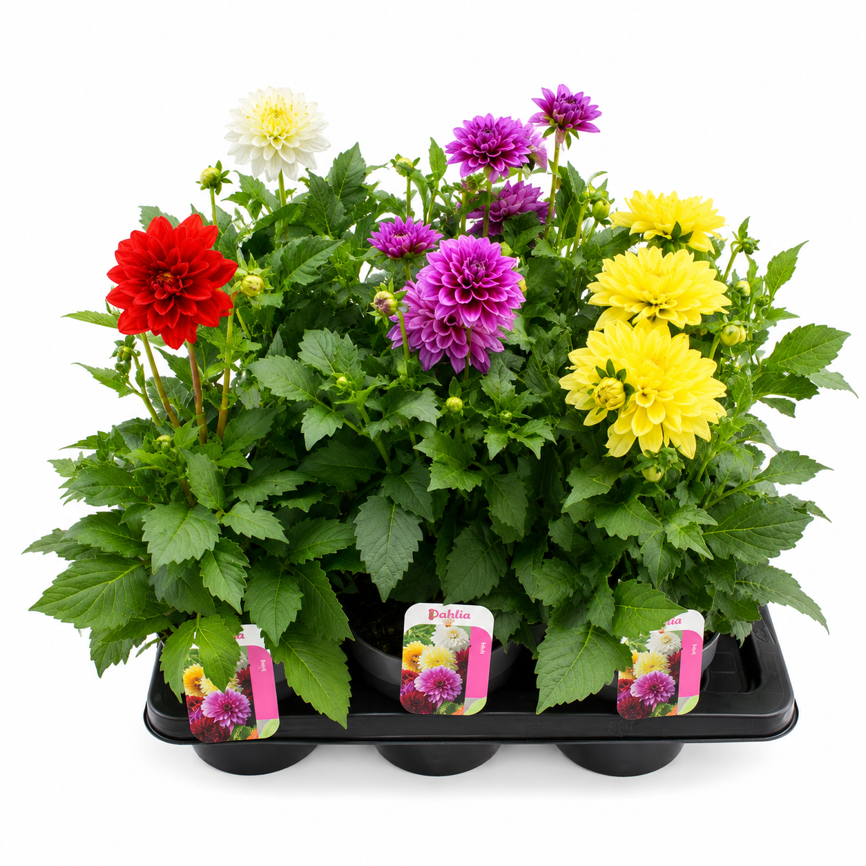 Featured Plant Bundles