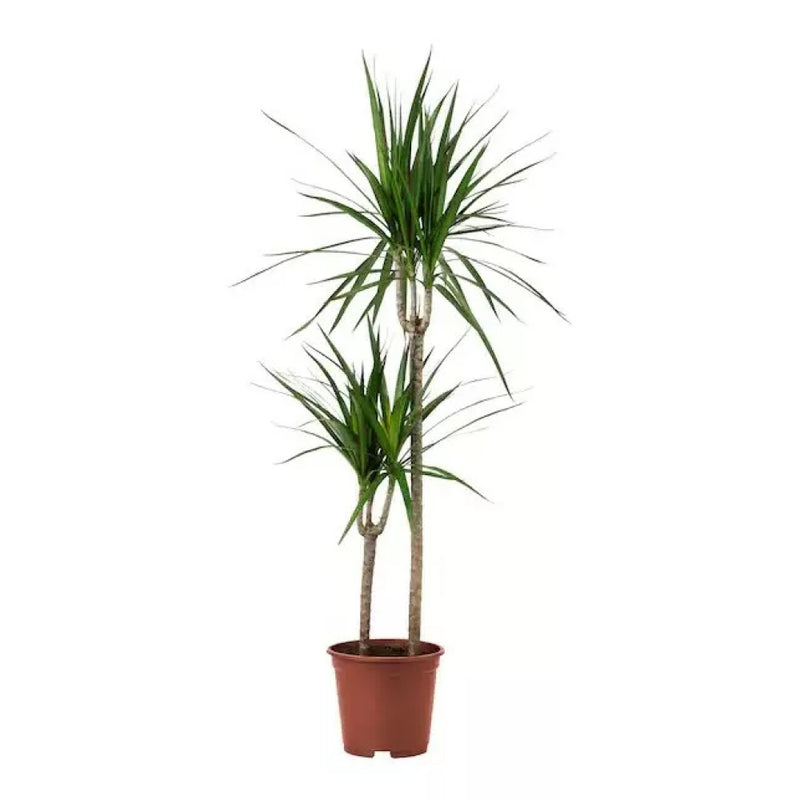 DRACAENA maeginata 140cm Tall