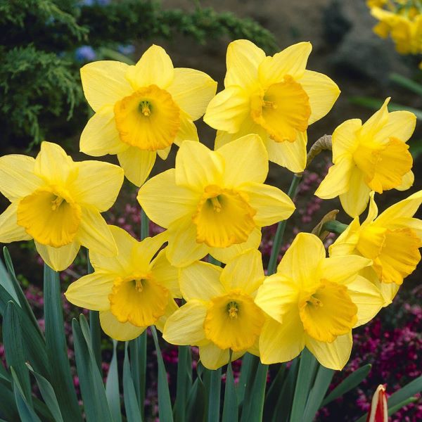 Prins Daffodil Fortune 3 Kg
