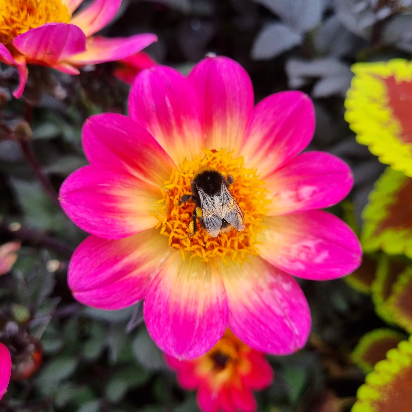Dahlia