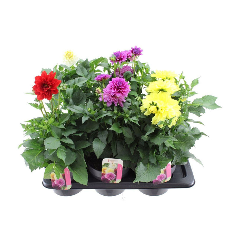 DAHLIA Mix 1.5ltr