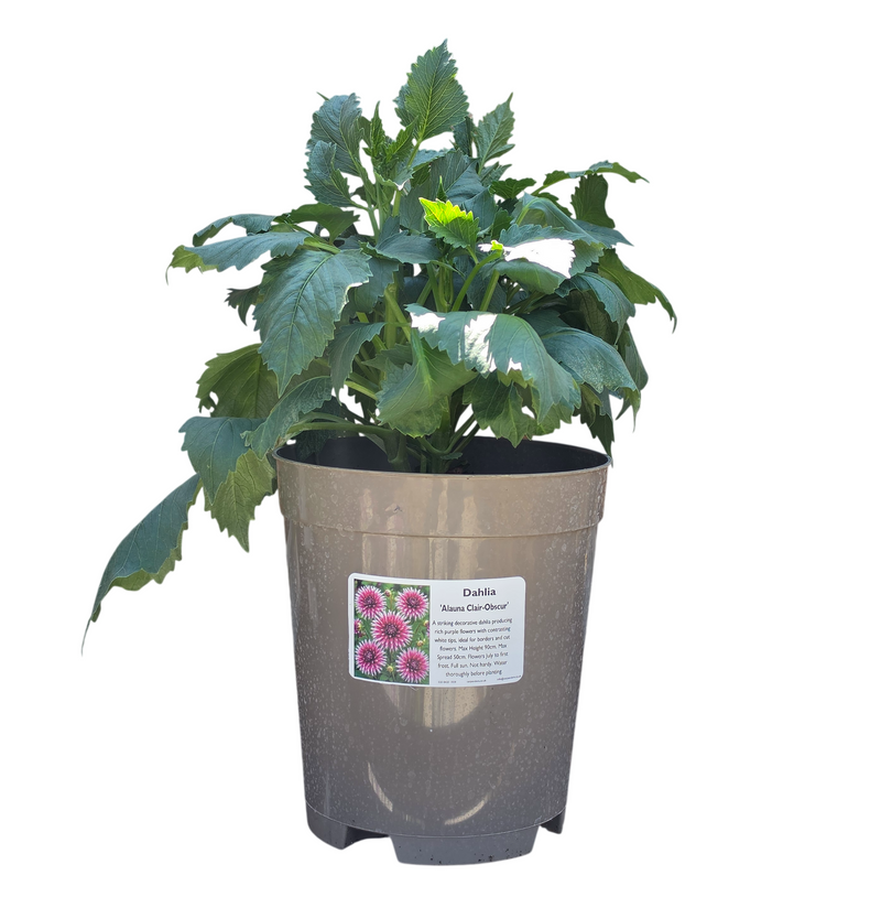 DAHLIA Alauna Clair Obscur