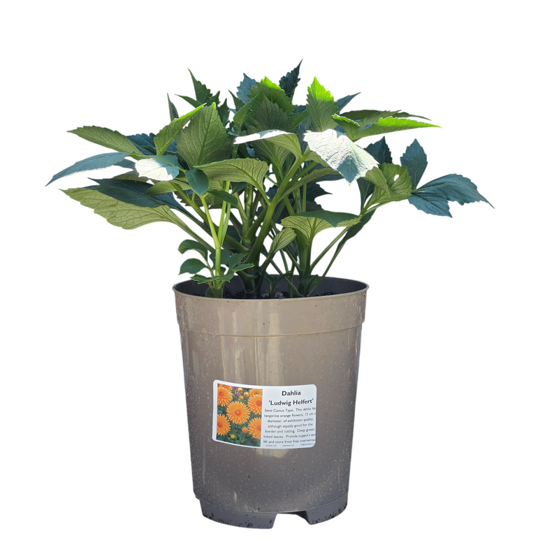 DAHLIA Cactus Ludwig Helfert 3l