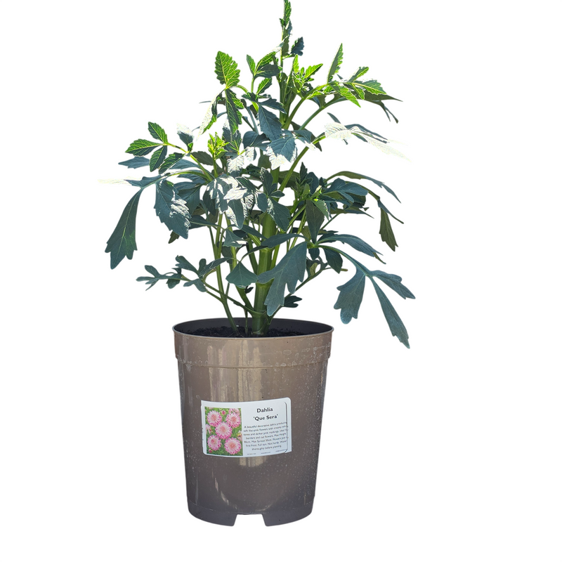DAHLIA Que Sera