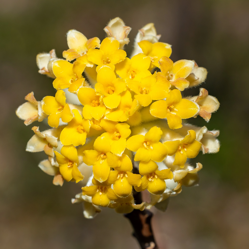 EDGEWORTHIA chrysantha 'Grandiflora' 29cm