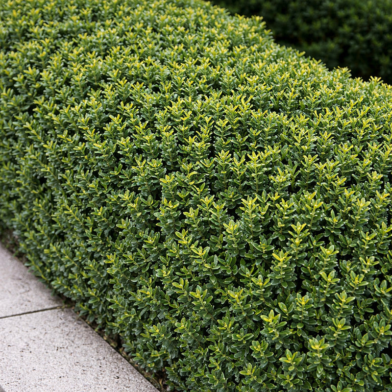 VE EUONYMUS 'Japonica Green Spire'
