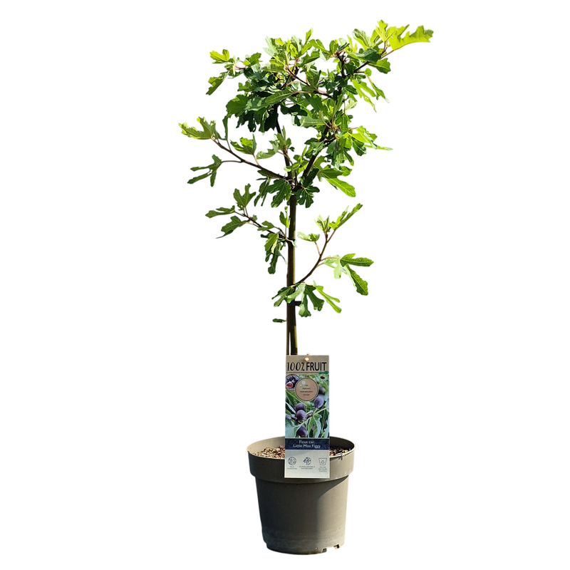 FICUS carica Little Miss Figgy 21cm