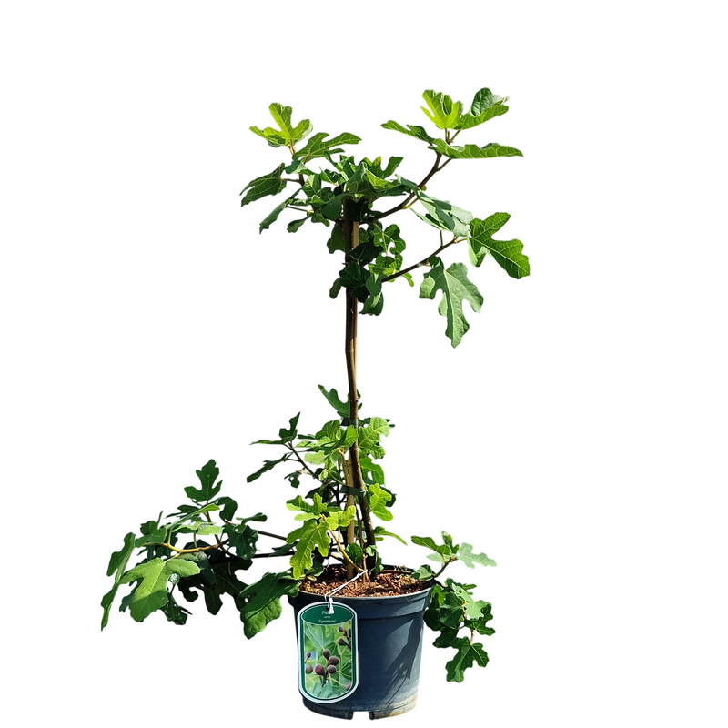 FICUS carica 'Fignomenal' 3l
