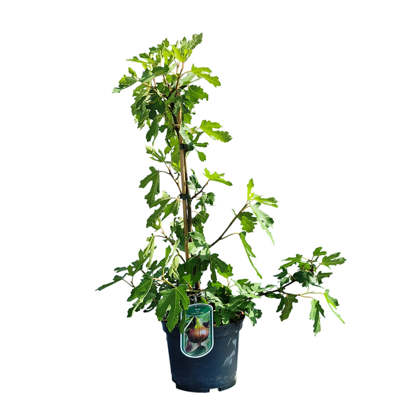 FICUS carica 'Little Miss Figgy' (LMF01 PBR) 3ltr