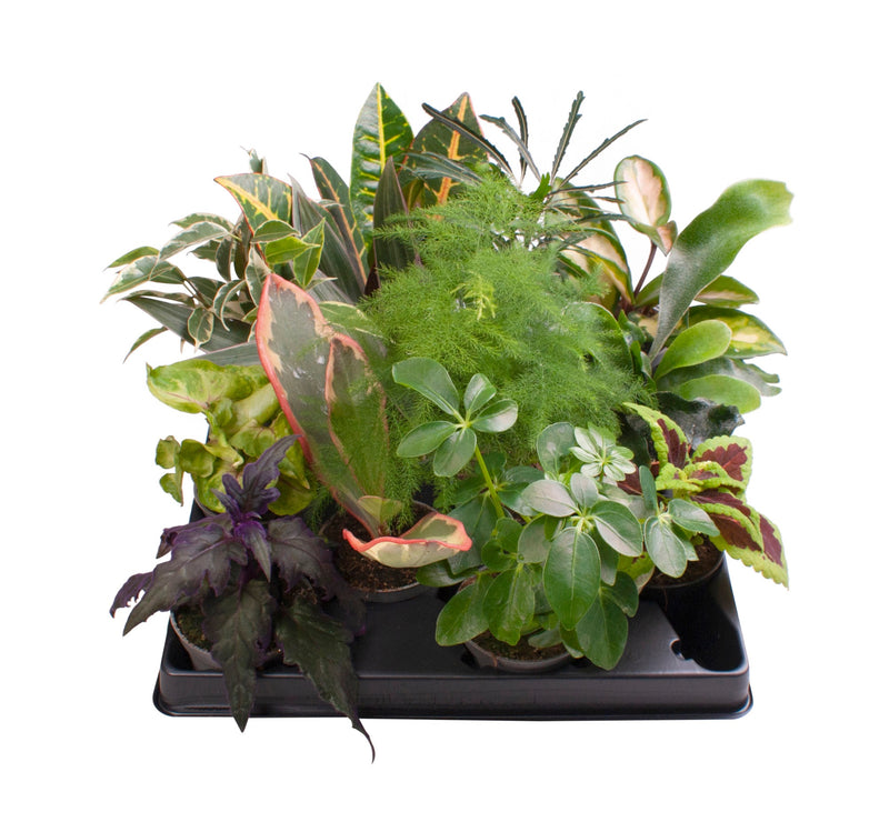 Houseplant Bundle E (10 x Assorted Foliage Plants 6-9cm)