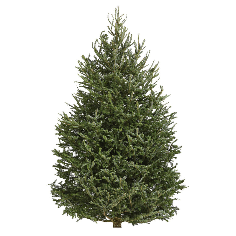 FRASER Fir 200-250cm ~7'-8'