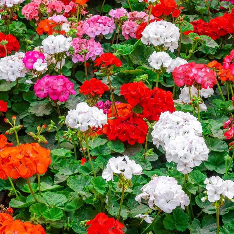 Plant Bundle O - Trailing Geranium Plants (x10)
