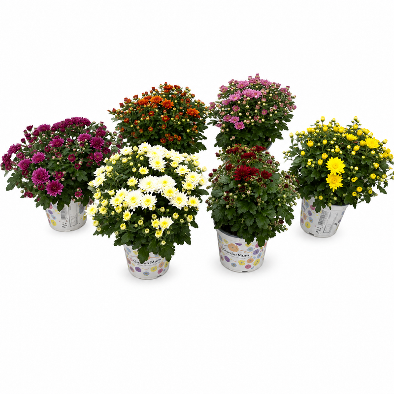 Garden Mums Chrysanthemum Bundle (x6)