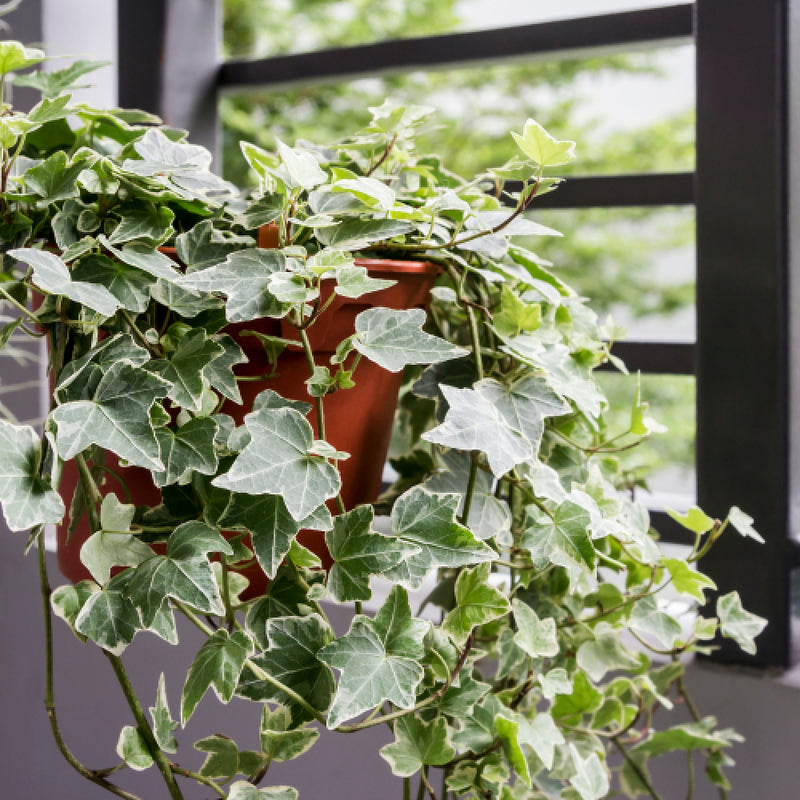 (IVY) HEDERA hel Variegated 8.5cm