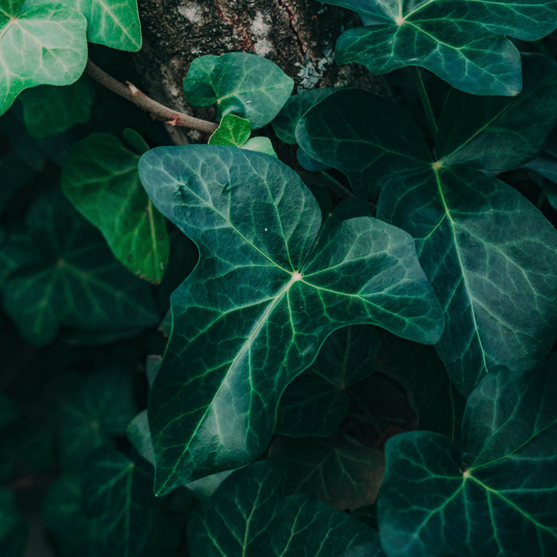 HEDERA Hibernica P17