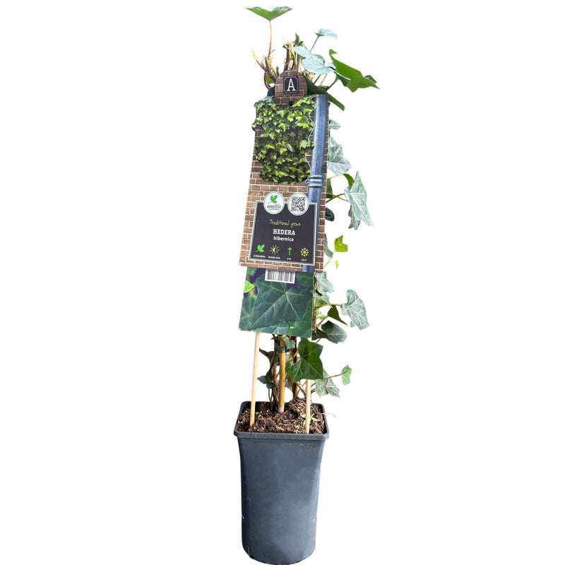 HEDERA Hibernica P17