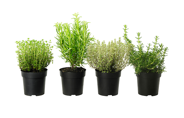 HERBS 9cm Round Grey Pot