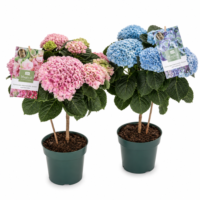 HYDRANGEA Magical Stem C5