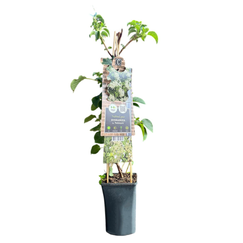 HYDRANGEA Petiolaris P15