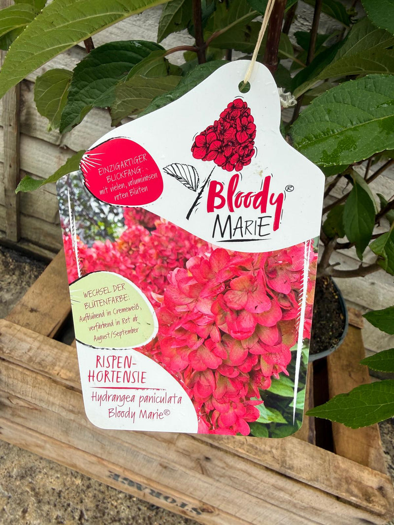 HYDRANGEA p. Bloody Marie 5ltr