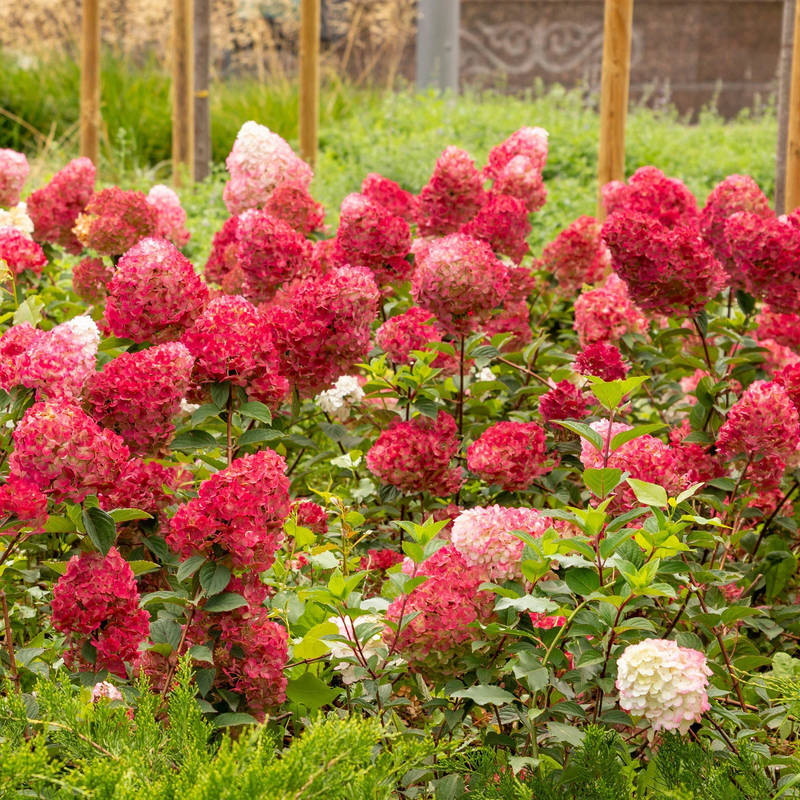 HYDRANGEA p. Bloody Marie 5ltr