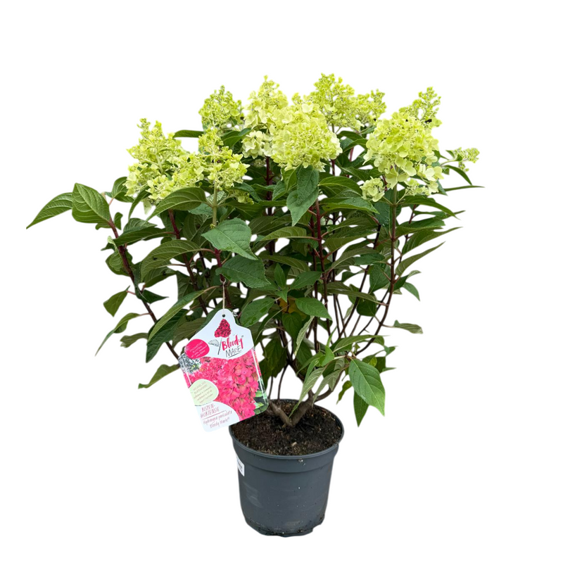HYDRANGEA p. Bloody Marie 5ltr