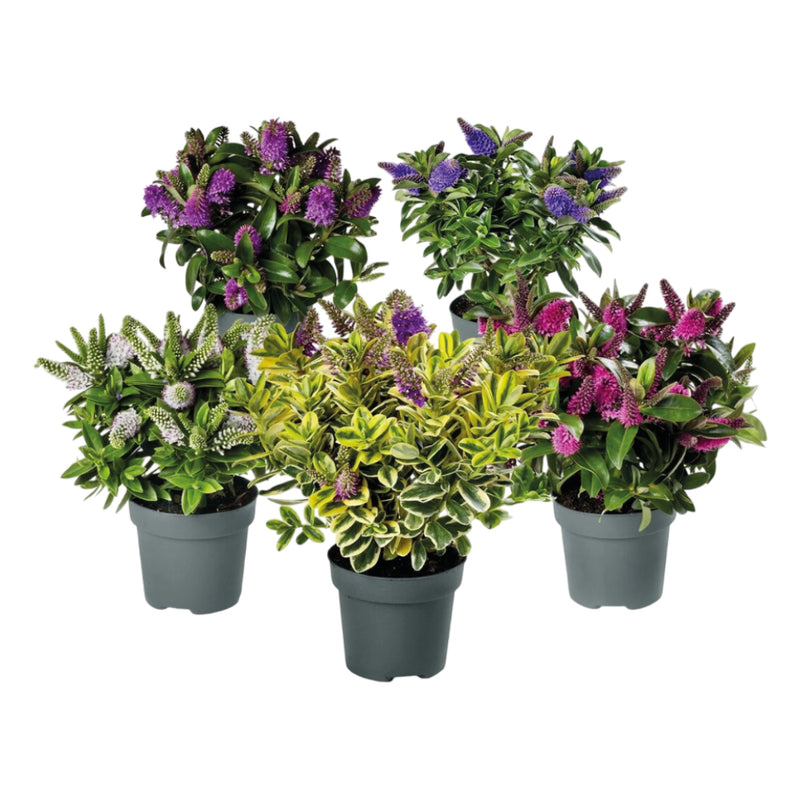 HEBE Addenda Donna Mix 15cm