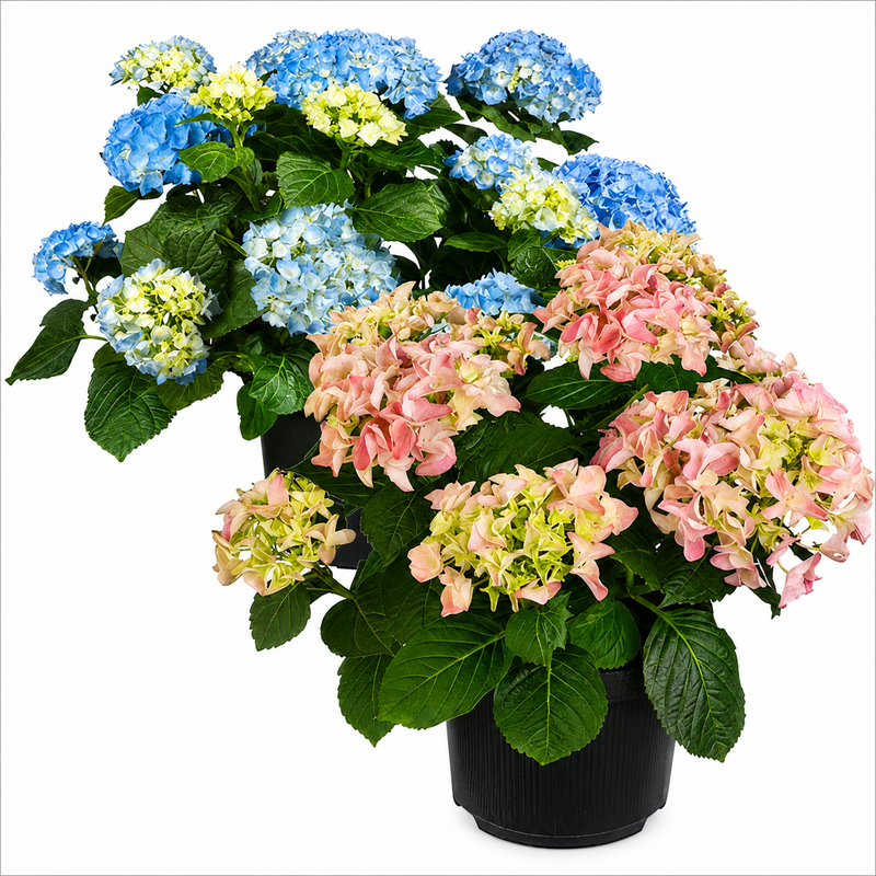 HYDRANGEA Macrophylla Mixed 23cm