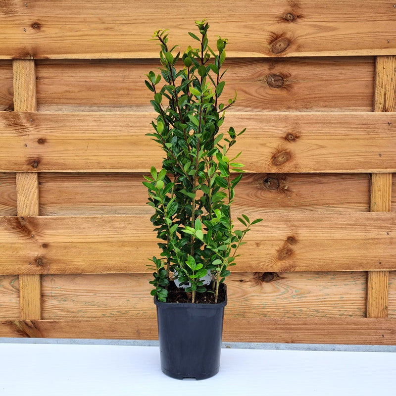 ILEX cren. Caroline Upright 1ltr