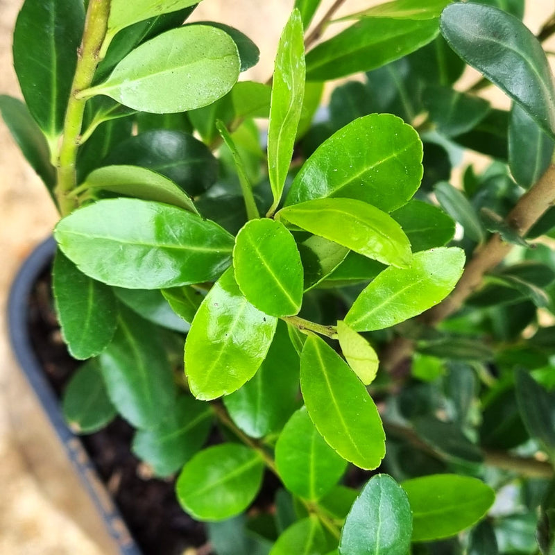 ILEX cren. Caroline Upright 1ltr
