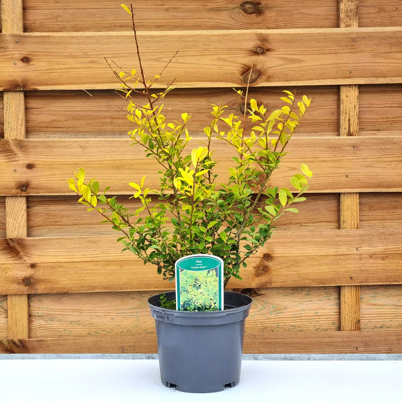 ILEX crenata 'Golden Rocket' (PBR) 2ltr