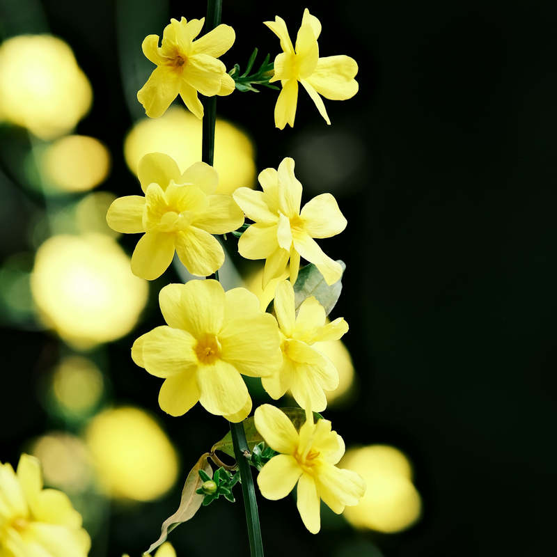 JASMINUM nudiflorum P15