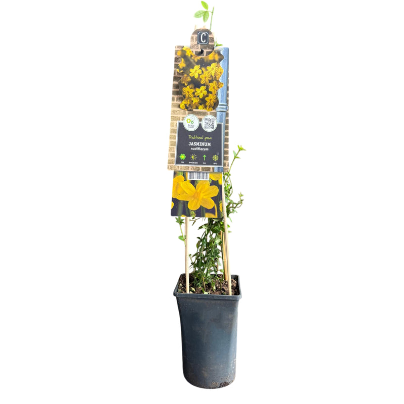 JASMINUM nudiflorum P15