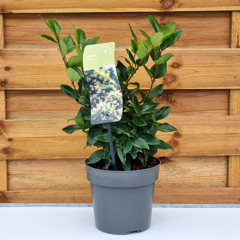 LIGUSTRUM Lucidum