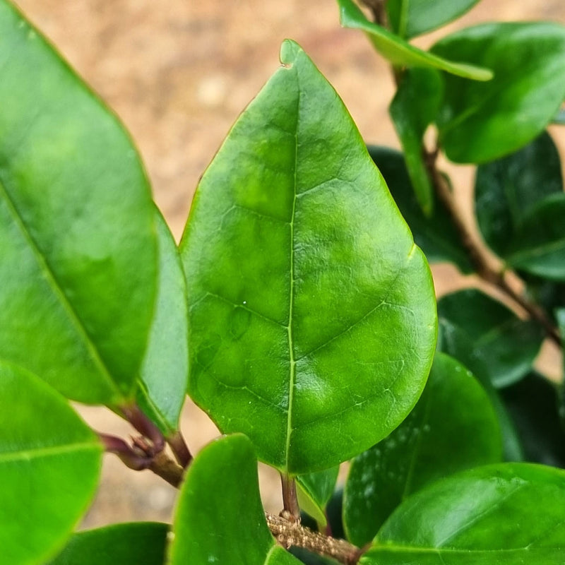 LIGUSTRUM Lucidum