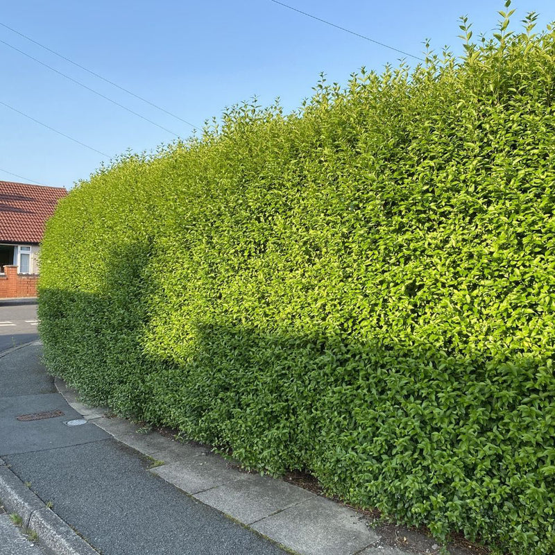 LIGUSTRUM Lucidum