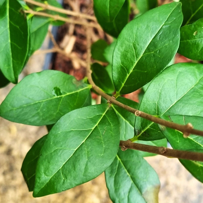 LIGUSTRUM ovalifolium 19cm