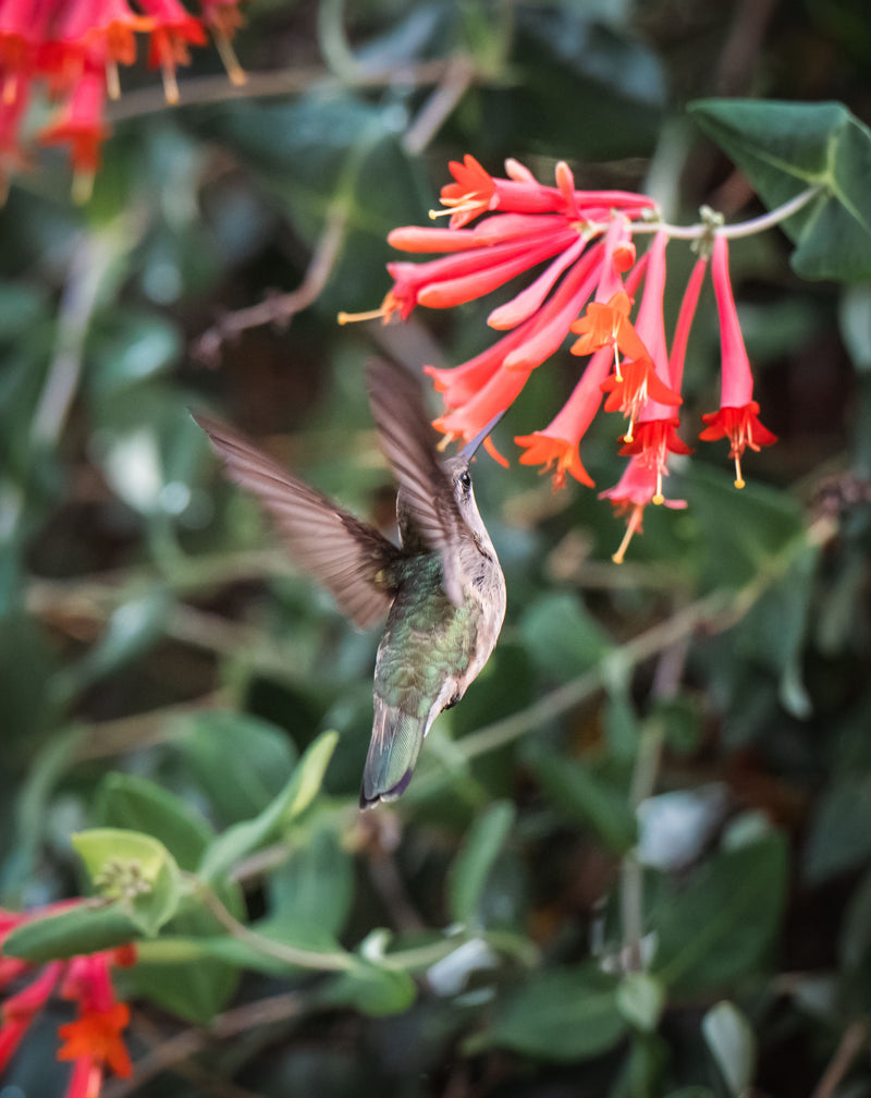 LONICERA Brownii 'Dropmore Scarlet' 17cm