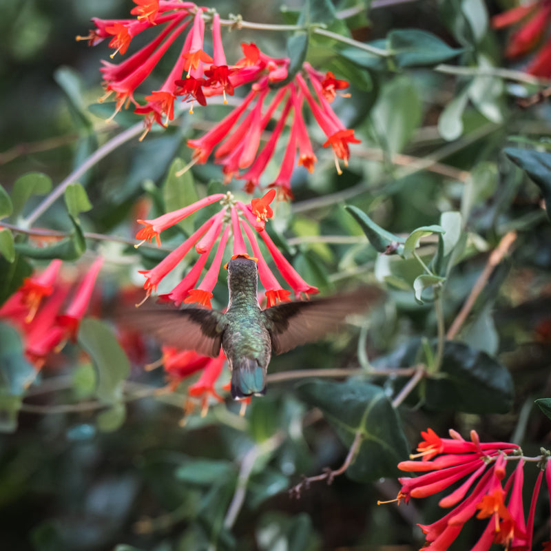 LONICERA Brownii 'Dropmore Scarlet' 17cm