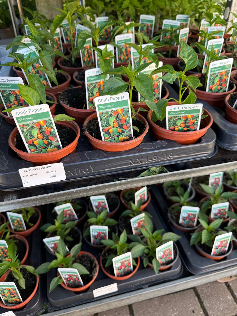CHILLI Pepper 9cm
