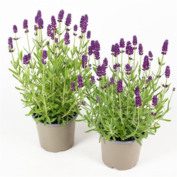 Plant Bundle C - Lavender angustifolia (x3)
