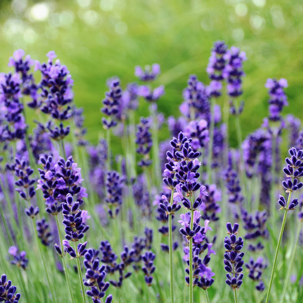 Lavenders