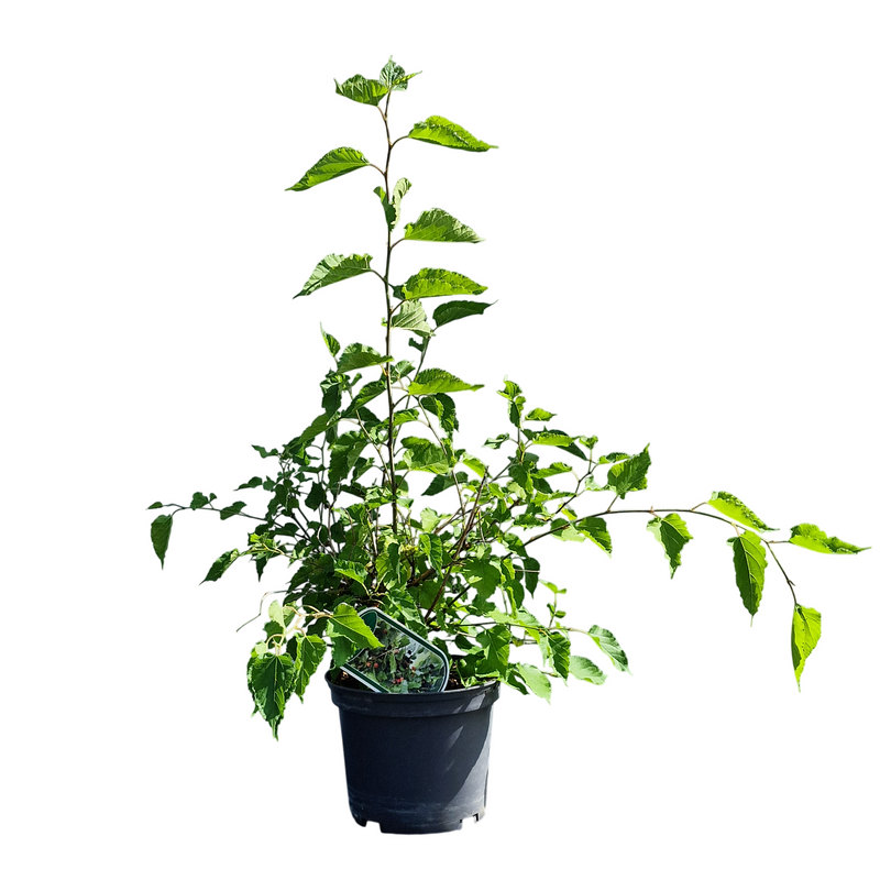 MORUS rotundiloba BonBonBerry(R) Mojo Berry 3l