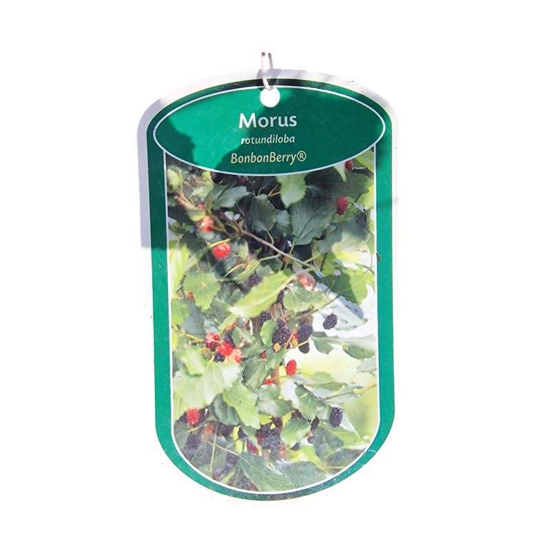 MORUS rotundiloba BonBonBerry(R) Mojo Berry 3l