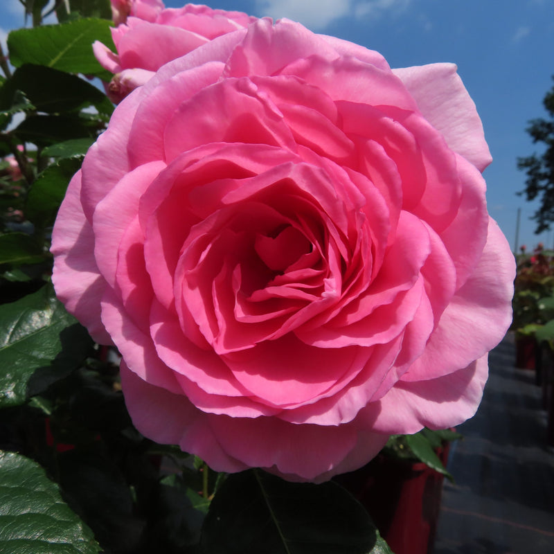 BUSH ROSE - Mum In A Million 3ltr