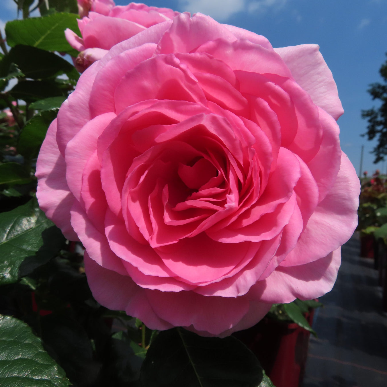 Roses