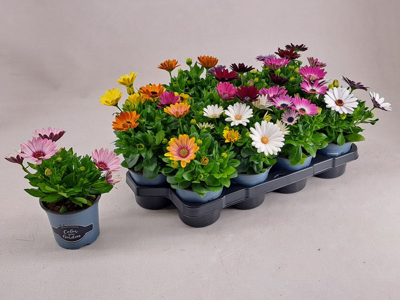 Osteospermum - 10 Plants - Mixed