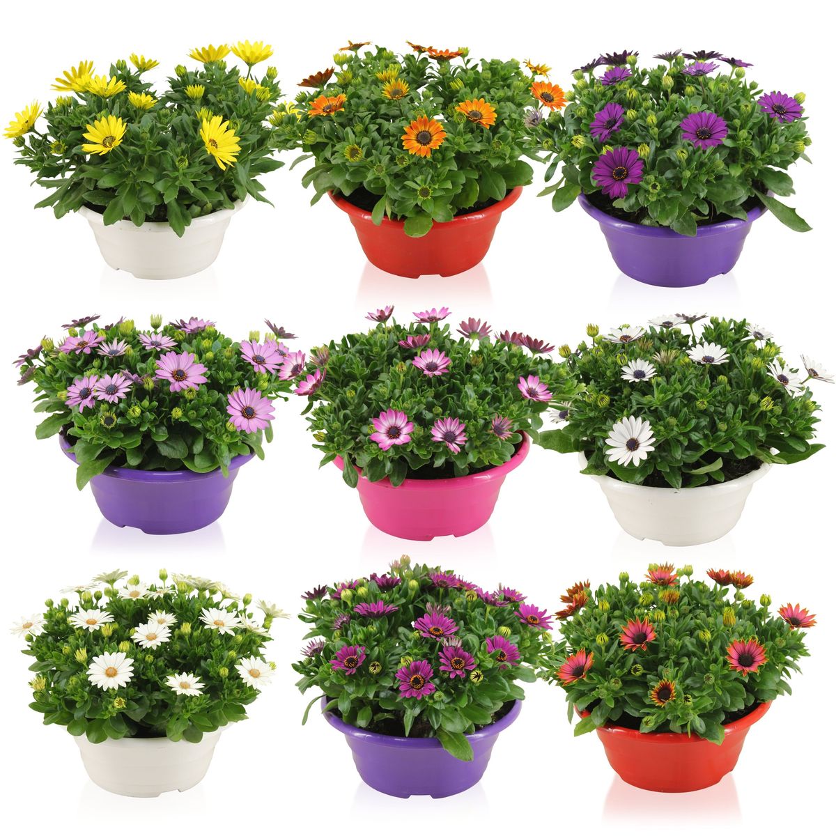 Plant Bundles