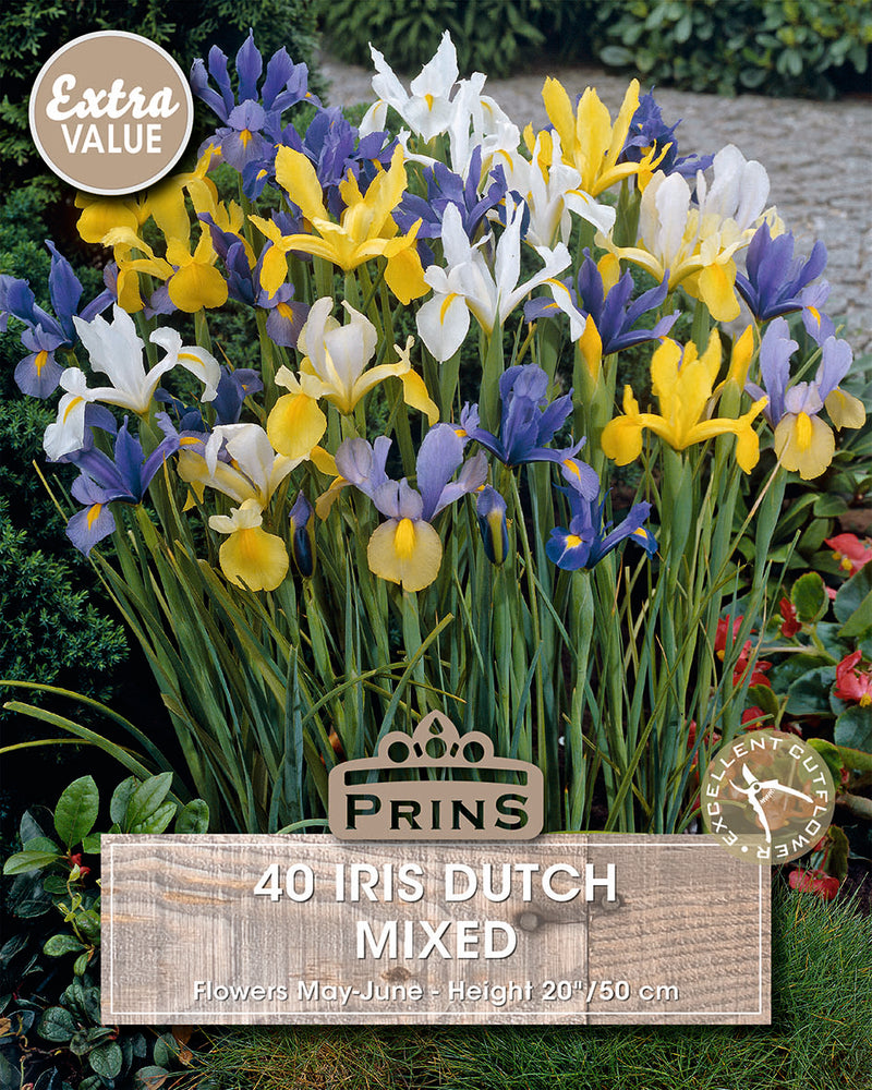 PRINS Iris Dutch Mixed 40